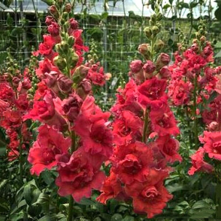 Семена антирринума на срез Мадам Батерфляй F1 розово-бронзовый 100 шт Syngenta Flowers | Agriks