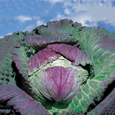 Семена капусты савойской Верона пурпурная Hortus 100 г, Фасовка: Проф упаковка 100 г | Agriks