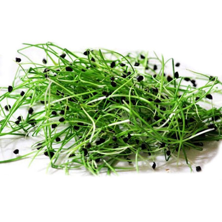 Семена микрозелени Лук 5 г (М/З) | Agriks
