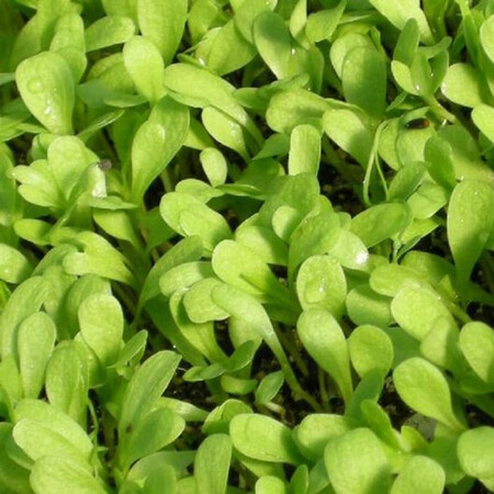 Семена микрозелени Щавель 5 г (М/З) | Agriks