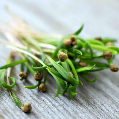 Семена микрозелени Шпинат 5 г (М/З) | Agriks