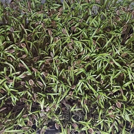 Семена микрозелени Укроп 5 г (М/З) | Agriks