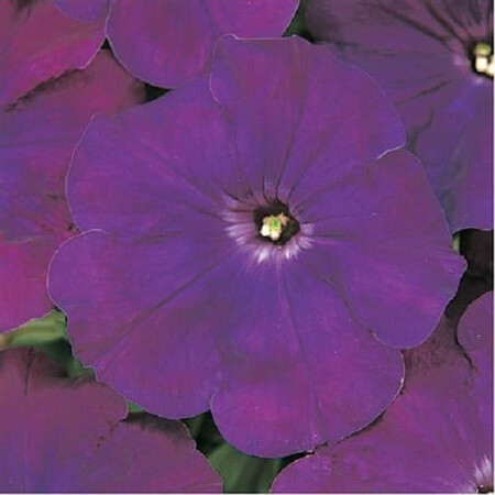 Семена петунии мультифлора Мираж F1 пурпурная 1 000 шт Pan American | Agriks