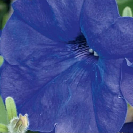 Семена петунии мультифлора Мираж F1 синяя 1 000 шт Pan American | Agriks