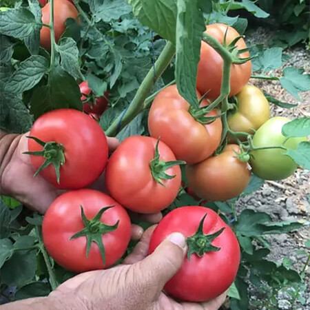 Насіння томату напівдетермінантного Села F1 Libra Seeds (Erste Zaden) 100 шт, Фасовка: Проф упаковка 100 шт | Agriks