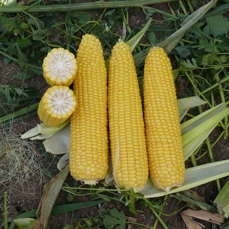 Насіння кукурудзи цукрової Добриня F1 Lark Seeds від 5 г, Фасовка: Середня упаковка 50 г | Agriks