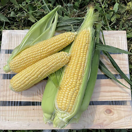 Семена кукурузы сахарной Свит Лаки F1 Spark Seeds 2 500 шт, Фасовка: Проф упаковка 2 500 шт | Agriks