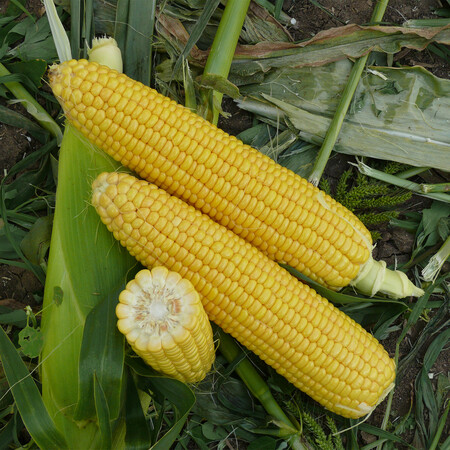 Насіння кукурудзи цукрової Уокер F1 Lark Seeds 2 500 шт, Фасовка: Проф упаковка 2 500 шт | Agriks