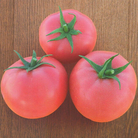 Насіння томату детермінантного Хапінет F1 Syngenta від 10 шт (Agriks), Фасовка: Міні упаковка 10 шт | Agriks