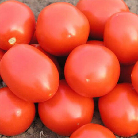 Семена томата детерминантного Ред Скай F1 Nunhems от 10 шт, Фасовка: Проф упаковка 1 000 шт | Agriks