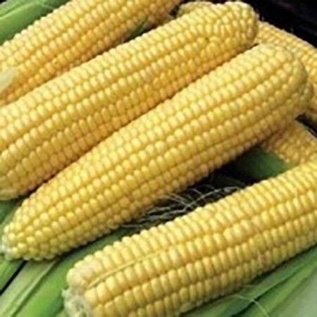Семена кукурузы сахарной Nasko Zea 75/26 F1 Nasko от 250 шт, Фасовка: Проф упаковка 1 000 шт | Agriks