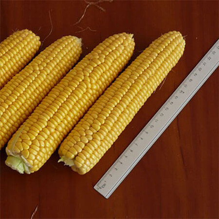 Насіння кукурудзи цукрової Рання Насолода F1 Lark Seeds від 2 500 шт, Фасовка: Проф упаковка 2 500 шт | Agriks