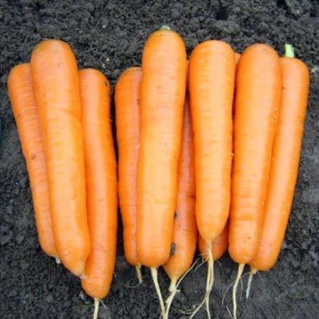 Семена моркови Аттилио VD F1 Hazera 100 000 шт, Фасовка: Проф упаковка 100 000 шт | Agriks