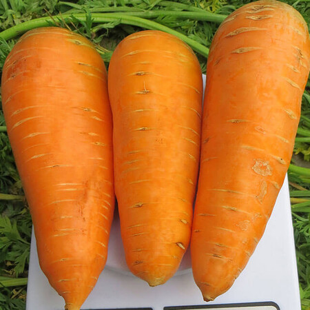 Насіння моркви Болтекс Clause від 3 г (Agriks), Фасовка: Проф упаковка 500 г | Agriks