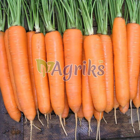 Семена моркови Элеганза F1 Nunhems 100 000 шт (1,8-2,0), Фасовка: Проф упаковка 100 000 шт (1,6 - 1,8) | Agriks