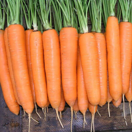 Семена моркови Элеганза F1 Nunhems 100 000 шт (1,8-2,0), Фасовка: Проф упаковка 100 000 шт (1,4 - 1,6) | Agriks