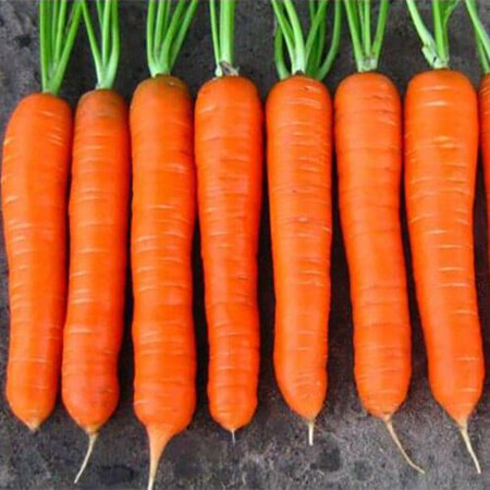 Насіння моркви Колтан F1 Nunhems 100 000 шт (1,8-2,0), Фасовка: Проф упаковка 100 000 шт (1,6 - 1,8) | Agriks