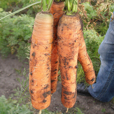 Насіння моркви Монанта Rijk Zwaan від 50 г, Фасовка: Проф упаковка 50 г | Agriks