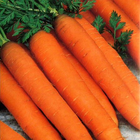 Насіння моркви Романс F1 Nunhems 100 000 шт (1,8-2,0), Фасовка: Проф упаковка 100 000 шт (1,6 - 1,8) | Agriks