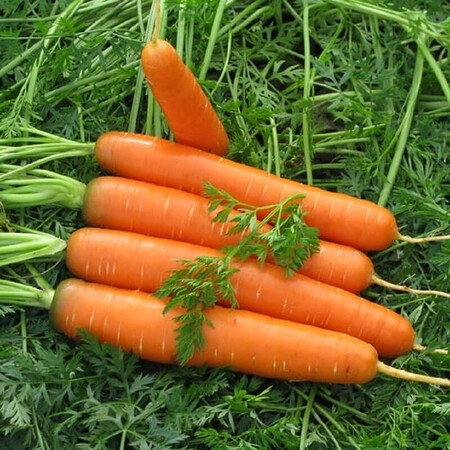 Семена моркови Сатурно F1 (2,0-2,25)  Clause 100 000 шт, Фасовка: Проф упаковка 25 000 шт | Agriks