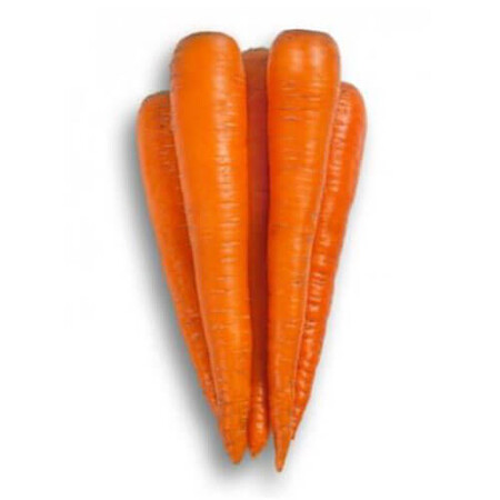 Насіння моркви Трафорд F1 Rijk Zwaan від 25 000 шт (1,6-1,8), Фасовка: Проф упаковка 1 000 000 шт (1,6 - 1,8) | Agriks