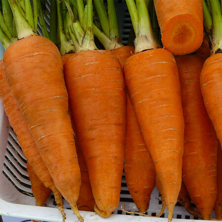 Семена моркови Йорк F1 Spark Seeds 250 000 шт (2,0-2,4), Фасовка: Проф упаковка 25 000 шт (2,0 - 2,4) | Agriks