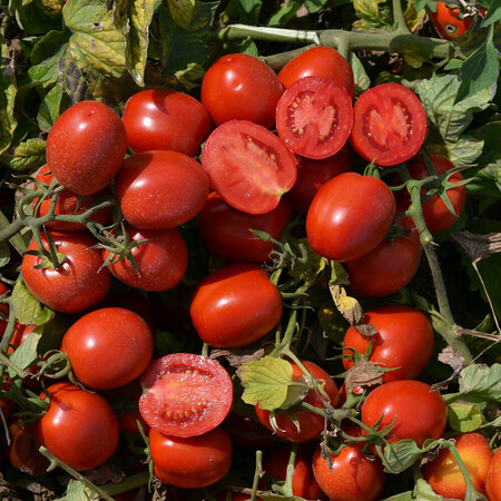Насіння томату детермінантного 1015 F1 Heinz від 500 шт, Фасовка: Проф упаковка 100 000 шт | Agriks