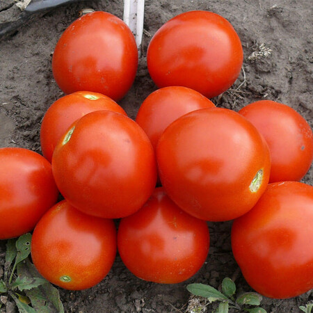 Насіння томату детермінантного 1855 F1 Spark Seeds від 500 шт, Фасовка: Проф упаковка 5 000 шт | Agriks