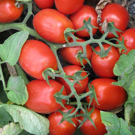 Насіння томату детермінантного 3402 F1 Heinz від 500 шт, Фасовка: Проф упаковка 5 000 шт | Agriks