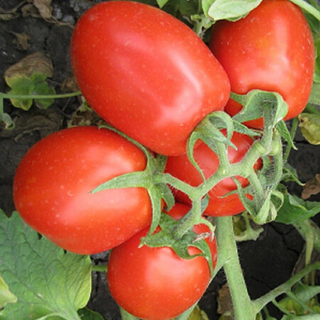 Насіння томату детермінантного 8504 F1 Heinz від 500 шт, Фасовка: Проф упаковка 5 000 шт | Agriks