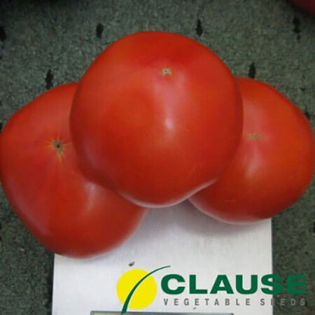 Насіння томату детермінантного Акела F1 Clause від 1 000 шт, Фасовка: Проф упаковка 5 000 шт | Agriks
