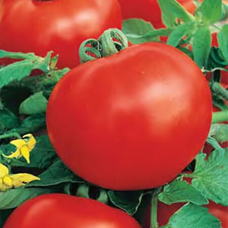 Насіння томату детермінантного Арфа F1 Nasko від 250 шт, Фасовка: Проф упаковка 250 шт | Agriks