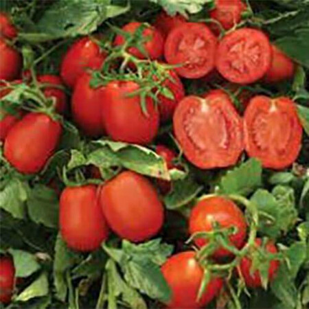 Насіння томату детермінантного Дельфо F1 Nunhems від 1 000 шт | Agriks