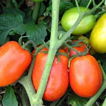 Насіння томату детермінантного Діадема F1 Hazera 1 000 шт, Фасовка: Проф упаковка 1 000 шт | Agriks