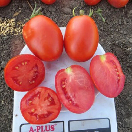 Насіння томату детермінантного Діно F1 Clause від 1 000 шт, Фасовка: Проф упаковка 5 000 шт | Agriks