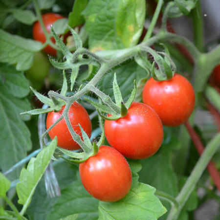 Насіння томату детермінантного Френзі F1 Spark Seeds від 1 000 шт, Фасовка: Проф упаковка 5 000 шт | Agriks