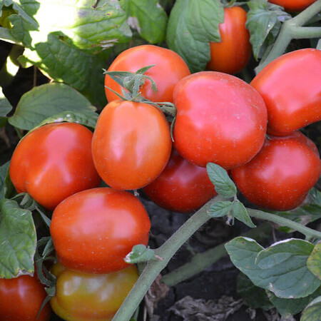 Насіння томату детермінантного Грандо F1 Lark Seeds 5 000 шт, Фасовка: Проф упаковка 5 000 шт | Agriks
