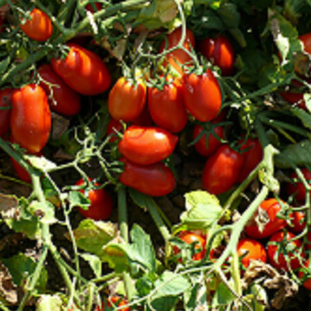 Насіння томату детермінантного Харді F1 Spark Seeds 5 000 шт, Фасовка: Проф упаковка 5 000 шт | Agriks