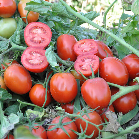 Насіння томату Каліста F1 Hazera 1 000 шт, Фасовка: Проф упаковка 1 000 шт | Agriks