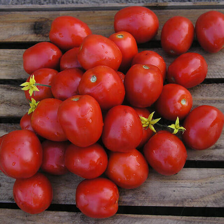 Насіння томату детермінантного Лампо F1 Nunhems від 100 шт | Agriks