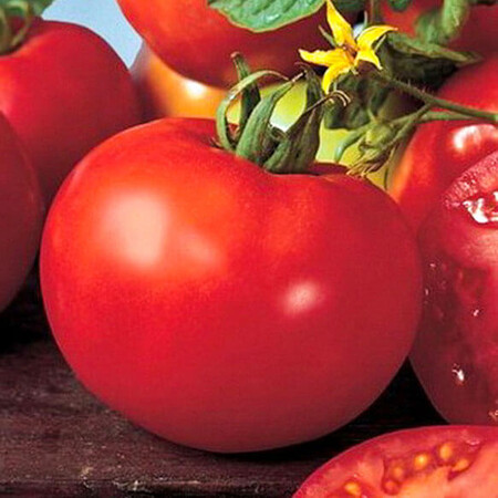 Насіння томату детермінантного Майсалун F1 Nunhems 1 000 шт, Фасовка: Проф упаковка 1 000 шт | Agriks