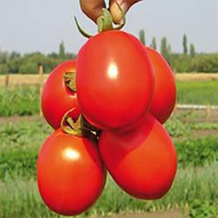 Насіння томату детермінантного Надєжда Nasko від 1 000 шт, Фасовка: Проф упаковка 2 500 шт | Agriks