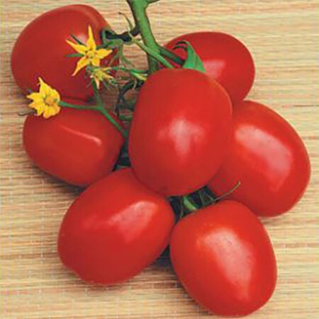 Насіння томату детермінантного Наско-2000 Nasko від 1 000 шт, Фасовка: Проф упаковка 10 000 шт | Agriks