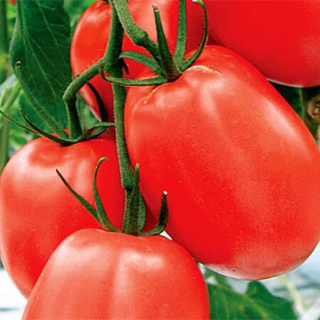 Насіння томату детермінантного Наско 245 sl F1 Nasko від 250 шт, Фасовка: Проф упаковка 250 шт | Agriks