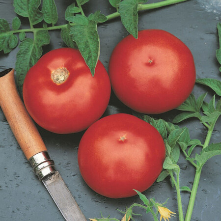 Насіння томату детермінантного Ольга F1 Waveren Saaten від 10 шт, Фасовка: Проф упаковка 1 000 шт | Agriks