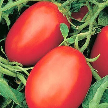 Насіння томату детермінантного Ріо Фуего Nasko від 1 000 шт, Фасовка: Проф упаковка 10 000 шт | Agriks