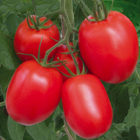 Насіння томату детермінантного Ріо Гранде Spark Seeds 500 г, Фасовка: Проф упаковка 500 г | Agriks
