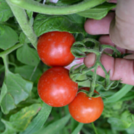 Насіння томату детермінантного Старскрім F1 Spark Seeds від 1 000 шт, Фасовка: Проф упаковка 1 000 шт | Agriks