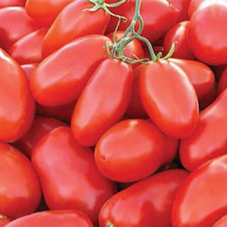 Насіння томату детермінантного Тейлор F1 Nunhems від 1 000 шт | Agriks
