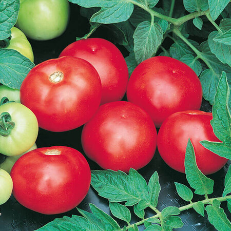 Насіння томату детермінантного Топкапі F1 Hazera 1 000 шт, Фасовка: Проф упаковка 1 000 шт | Agriks